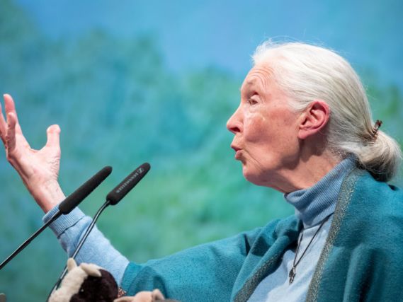 Jane Goodall estudia medidas legales contra el organizador del II Congreso de Conservacion Activa de Cogolludo