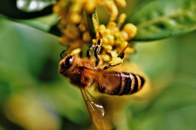 Además de la miel, las abejas se encargan de producir cera, polen y propóleo